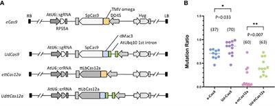 Simple promotion of Cas9 and Cas12a expression improves gene targeting via an all-in-one strategy